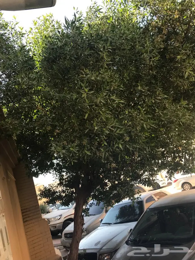 الرياض - شجره  عمرها سنتين