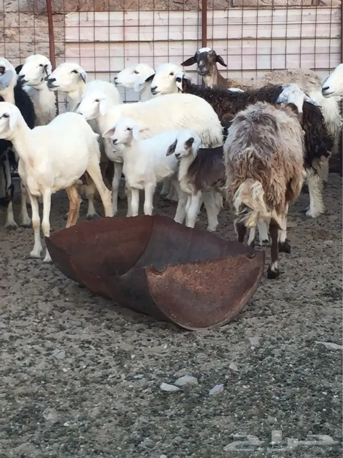 ضان ب عيالها ومضاريع (image 1)