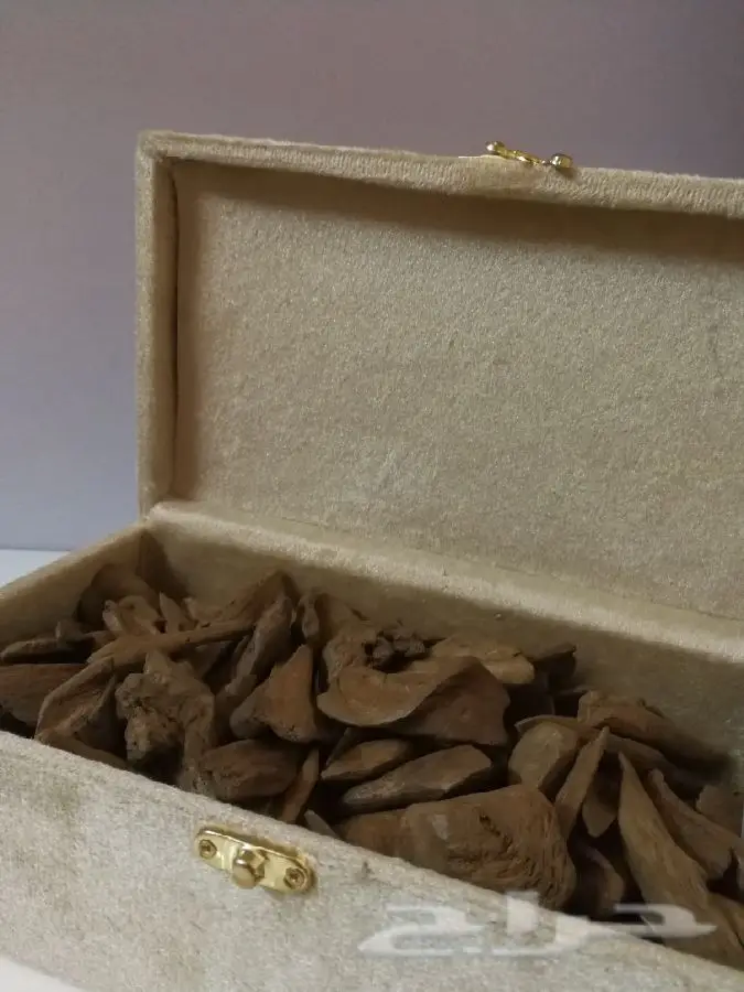 عود مروكي آصقون مميز بسعره (image 3)