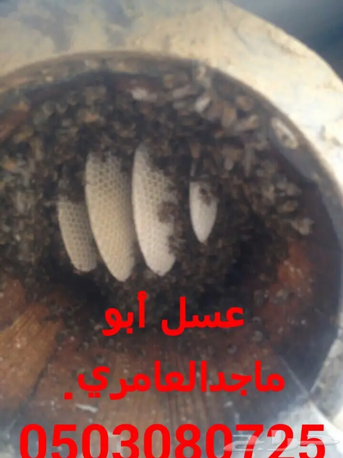 عسل سدر اصلي ومضمون (image 21)