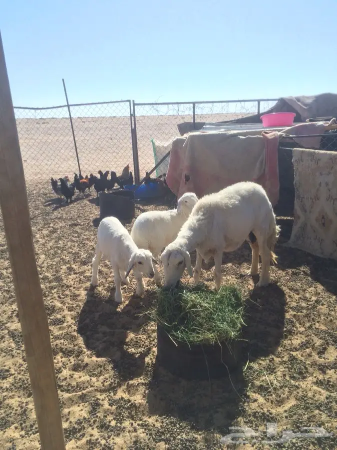 حريه تحتها 2 (image 2)