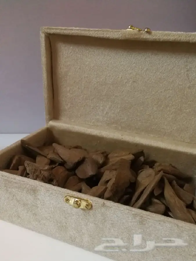 عود مروكي آصقون مميز بسعره (image 4)