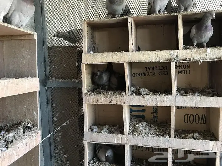 حمام لاحم سلفر امهات ( الرياض) (image 2)