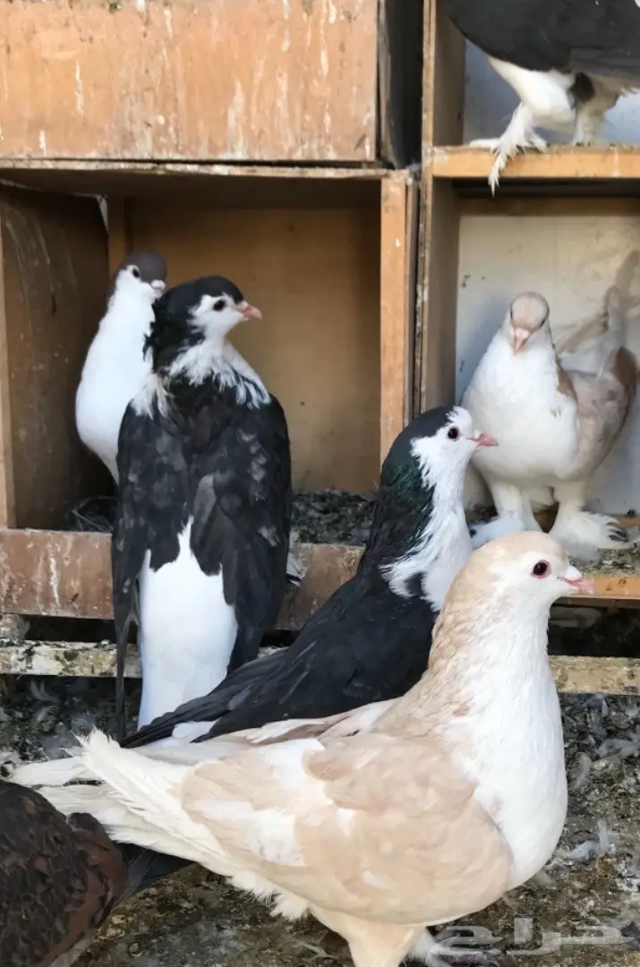 حمام شيرازي ولاهوري