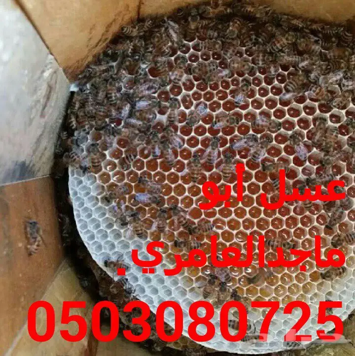 عسل سدر اصلي ومضمون (image 23)