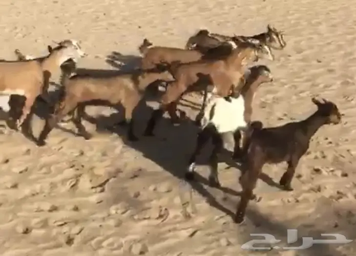 تيوس لبنيه سمان – فرصة استثمارية رائعة! (image 2)