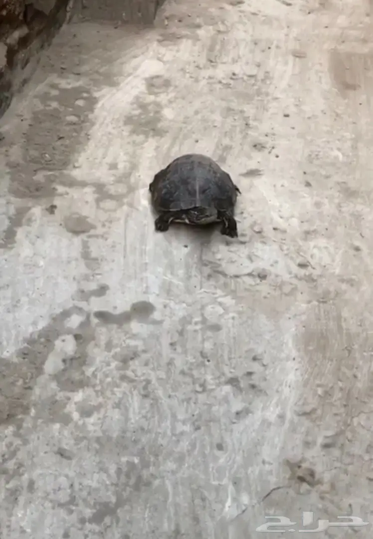 سلحفاه للبيع
