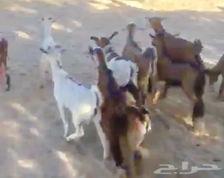 تيوس لبنيه سمان 