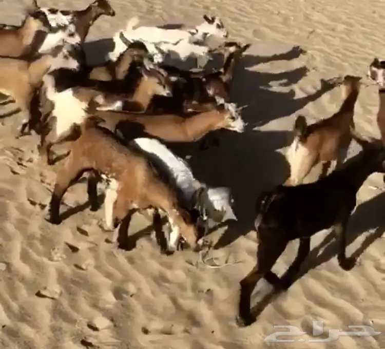 تيوس لبنيه سمان – فرصة استثمارية رائعة! (image 3)