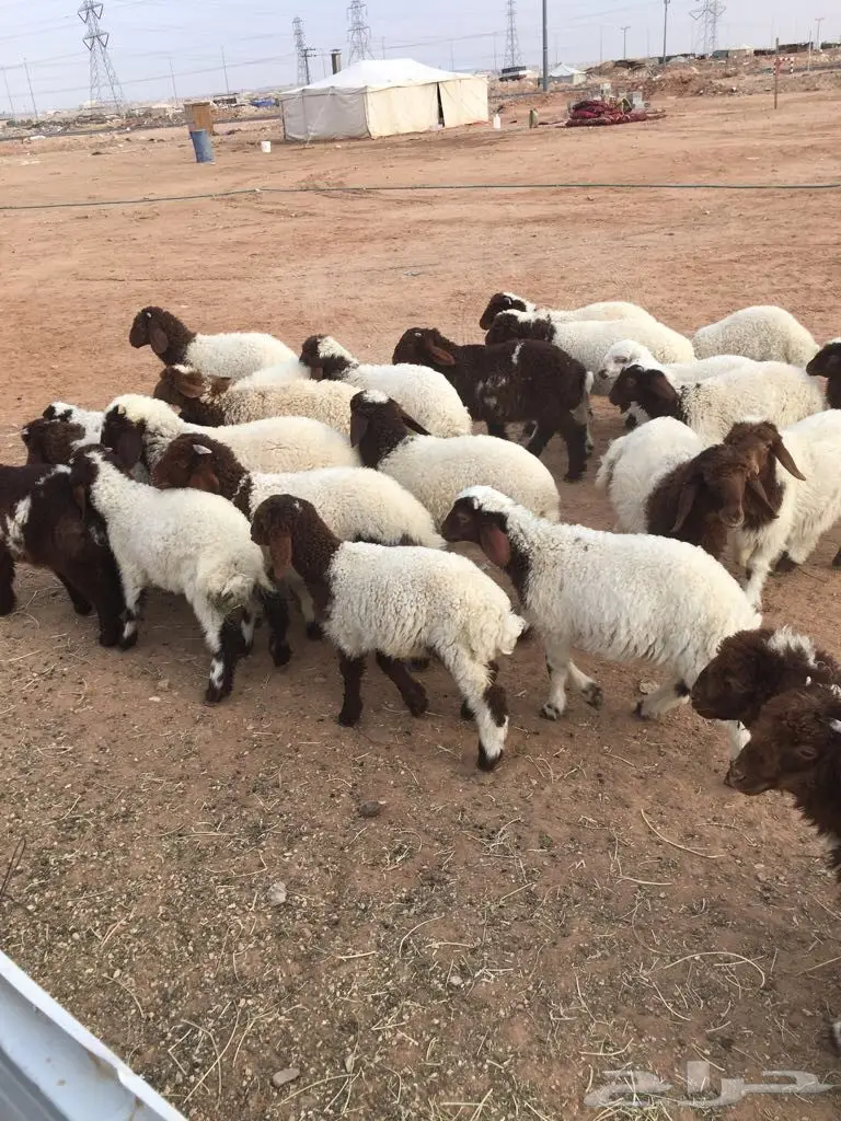 هرافي نعيم (image 3)