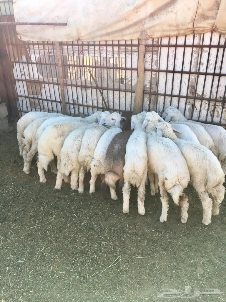 بهم حري هرافي