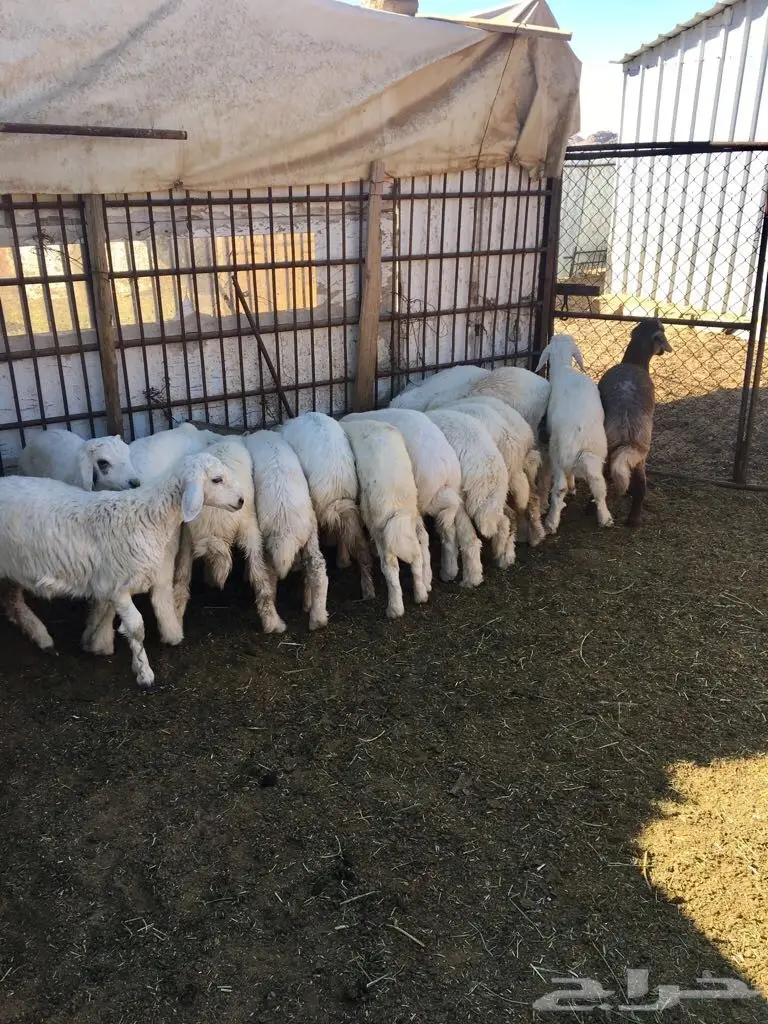 بهم حري هرافي (image 4)