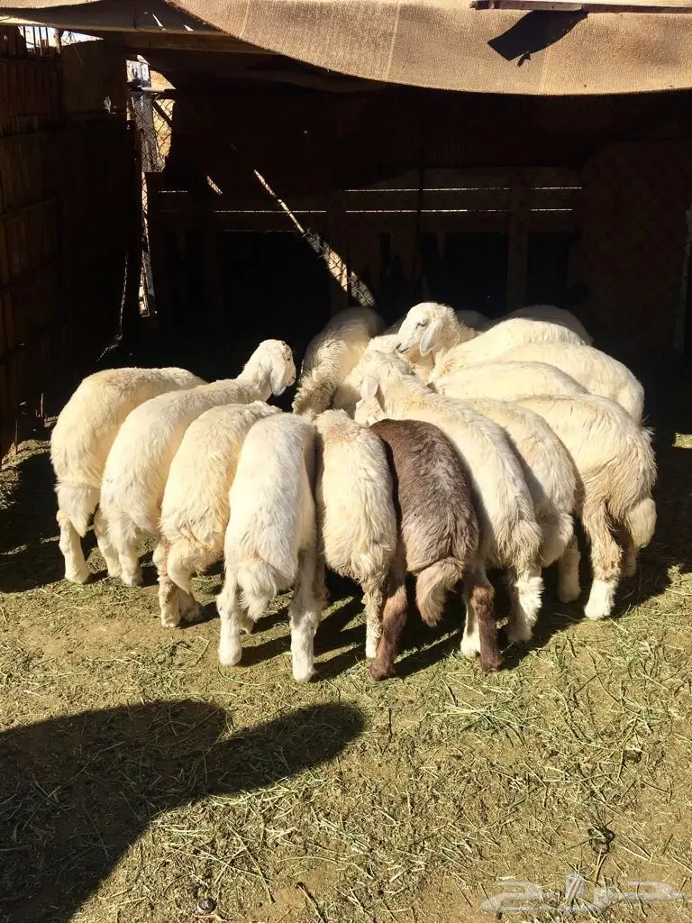 بهم حري هرافي (image 5)