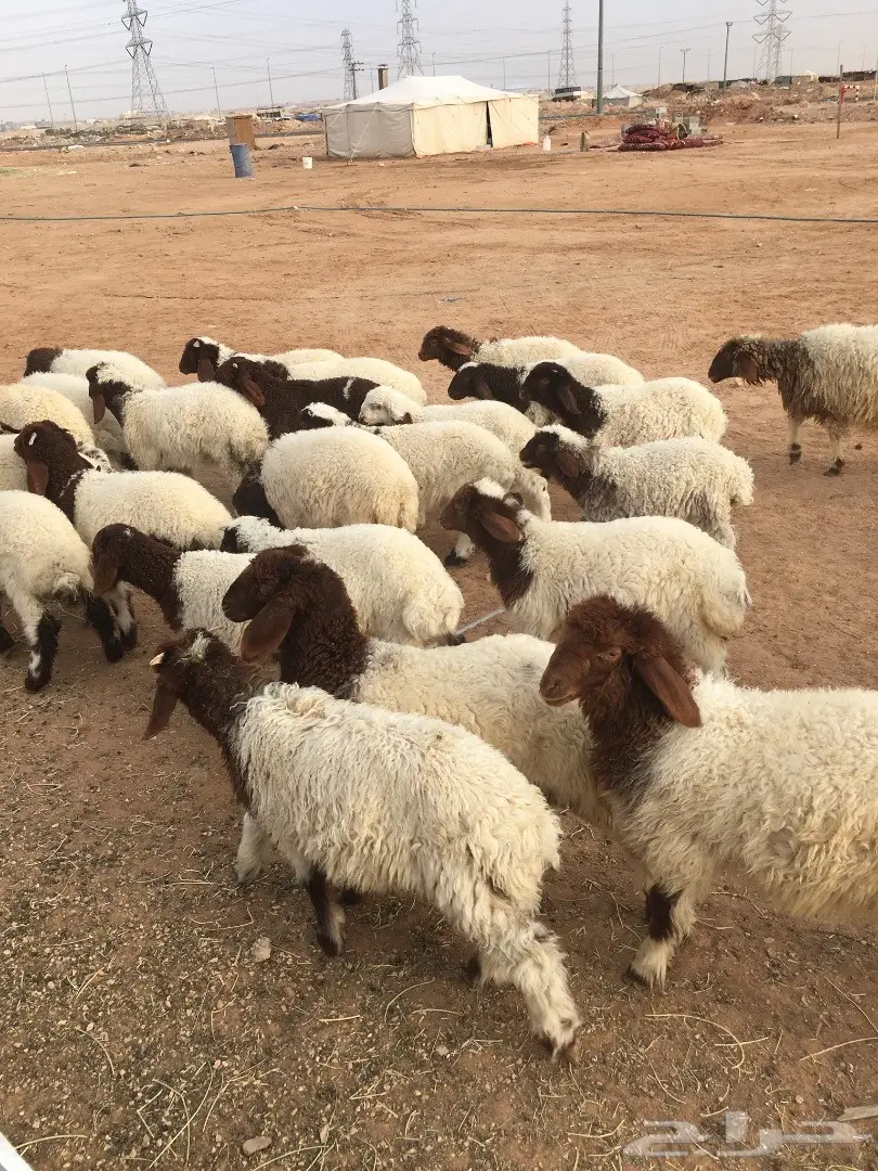 هرافي نعيم (image 2)