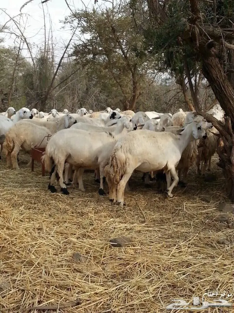مراح غنم حري بالكامل عدد 400 راس .. (image 2)