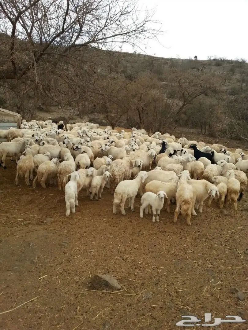 مراح غنم حري بالكامل عدد 400 راس .. (image 4)