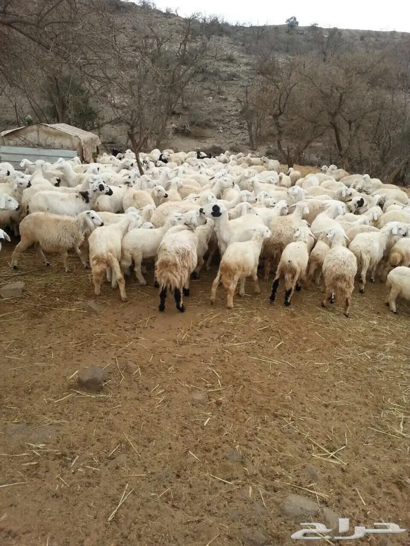 مراح غنم حري بالكامل عدد 400 راس .. (image 5)