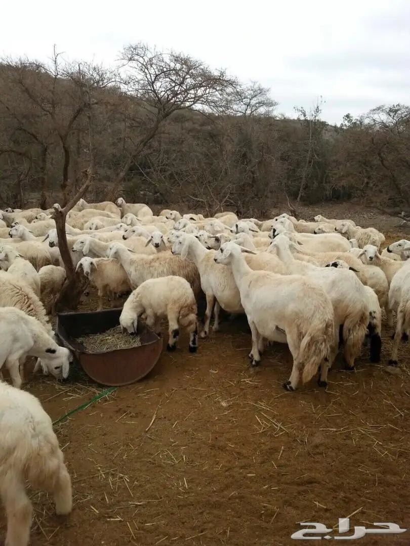 مراح غنم حري بالكامل عدد 400 راس .. (image 6)