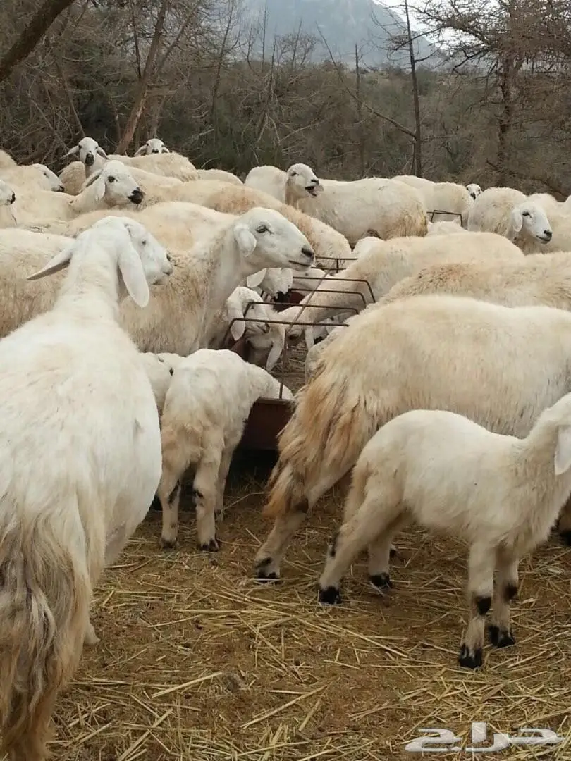 مراح غنم حري بالكامل عدد 400 راس .. (image 7)