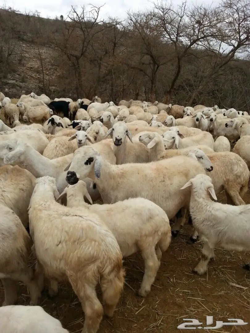 مراح غنم حري بالكامل عدد 400 راس .. (image 8)