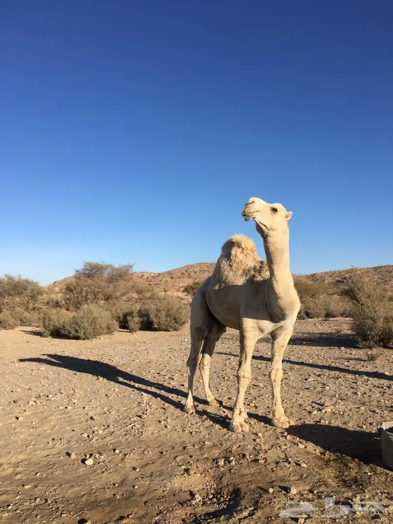 فحل مغتر للبيع