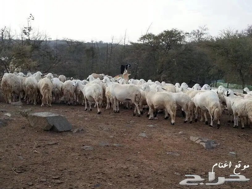 مراح غنم حري بالكامل عدد 400 راس ..