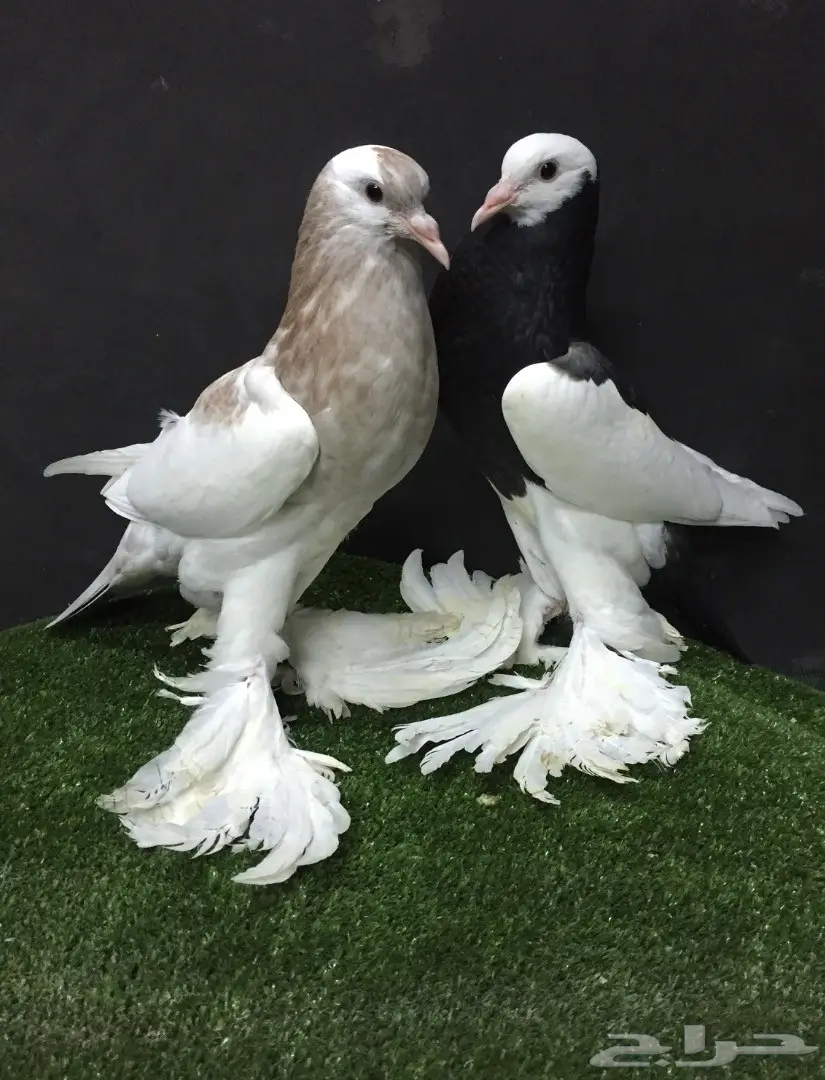 طبه نفاخ مسوبع سوبر جامبو - فرصة لا تُفوت! (image 4)