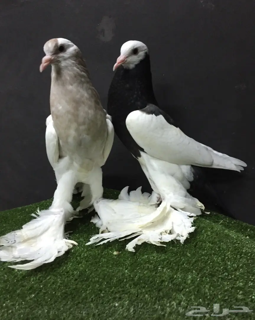 طبه نفاخ مسوبع سوبر جامبو - فرصة لا تُفوت! (image 3)