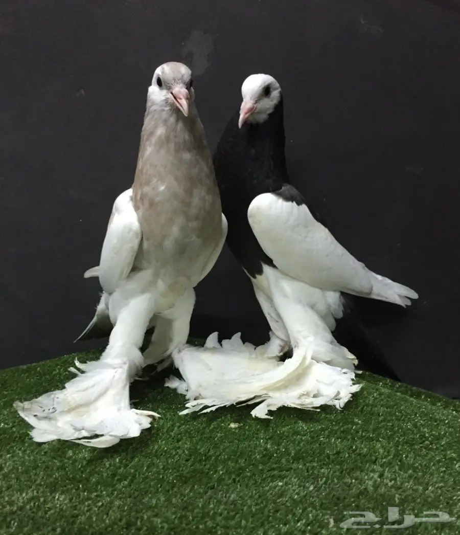 طبه نفاخ مسوبع سوبر جامبو - فرصة لا تُفوت! (image 2)