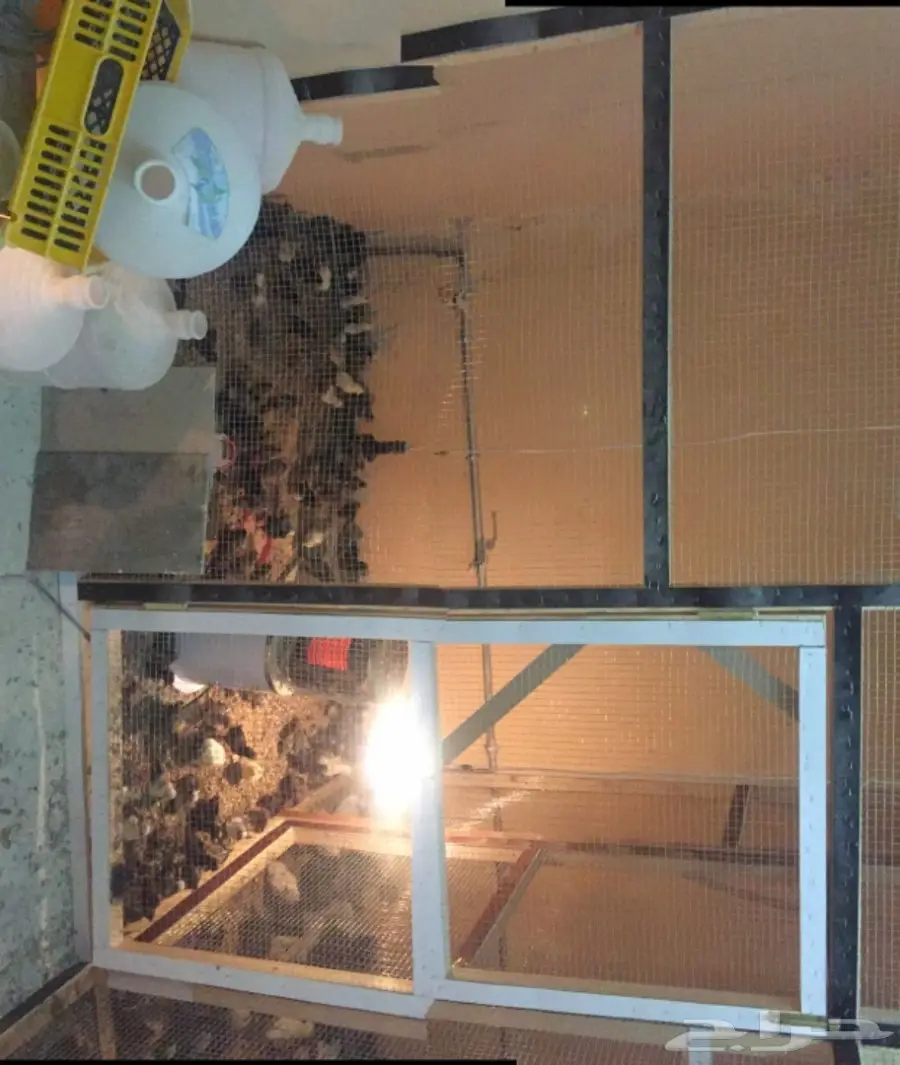 مشروع دواجن وطيور- استراحه - فيومي - للتقبيل  (image 10)