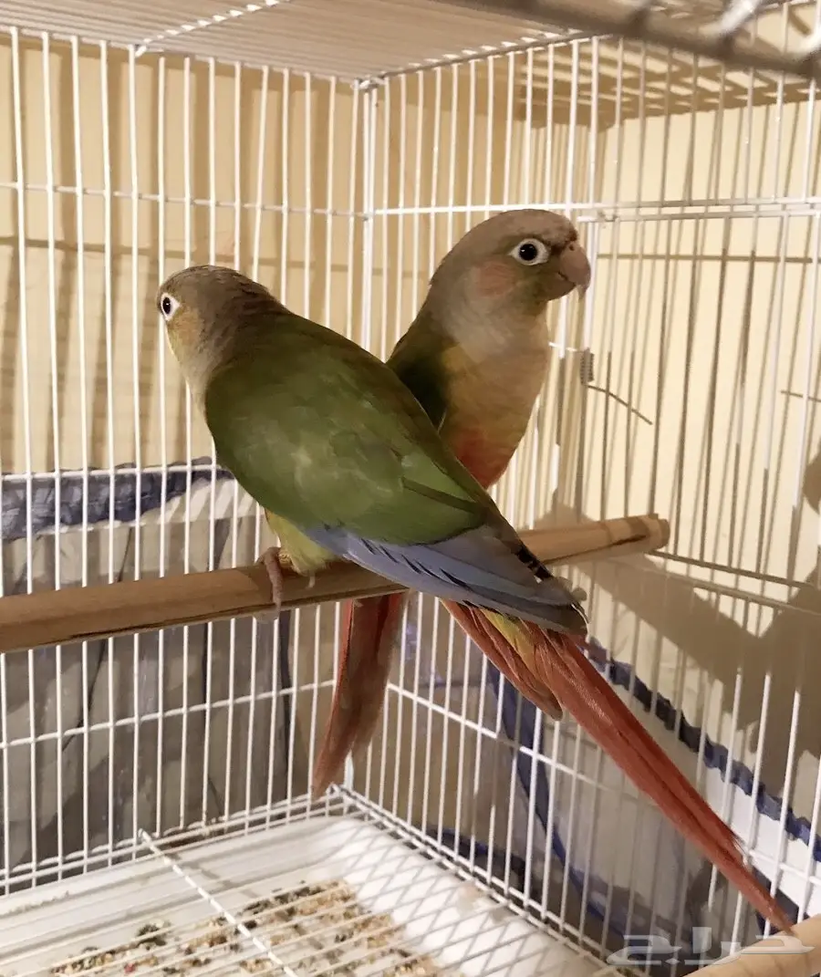 للبيع جوز كنيور اناناس جاهز ومتوالف (image 2)