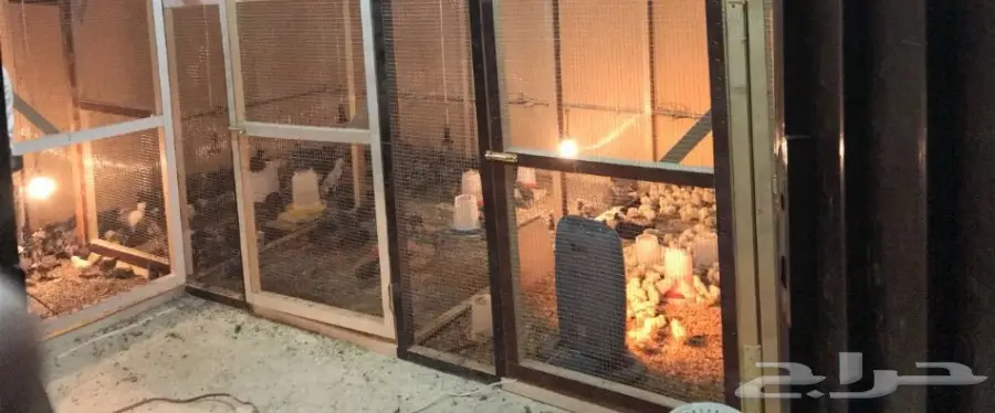 مشروع دواجن وطيور- استراحه - فيومي - للتقبيل  (image 23)