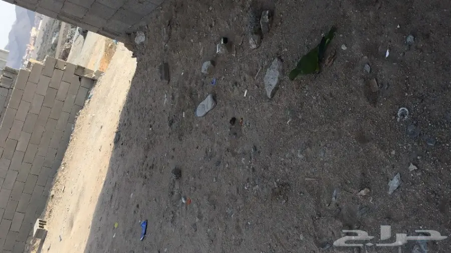 ببغاء كويكر الراهب للبيع (image 1)