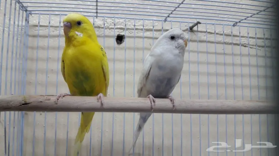 جوزين بادجي فيهم (تلقيح) للبيع او للبدل    (image 2)