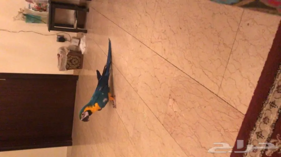 مكاو بلو اند قولد (image 3)