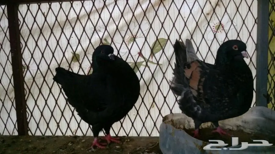 للبيع زوج كنق مودينا منتج وحاليا يطرد علا بيض (image 1)