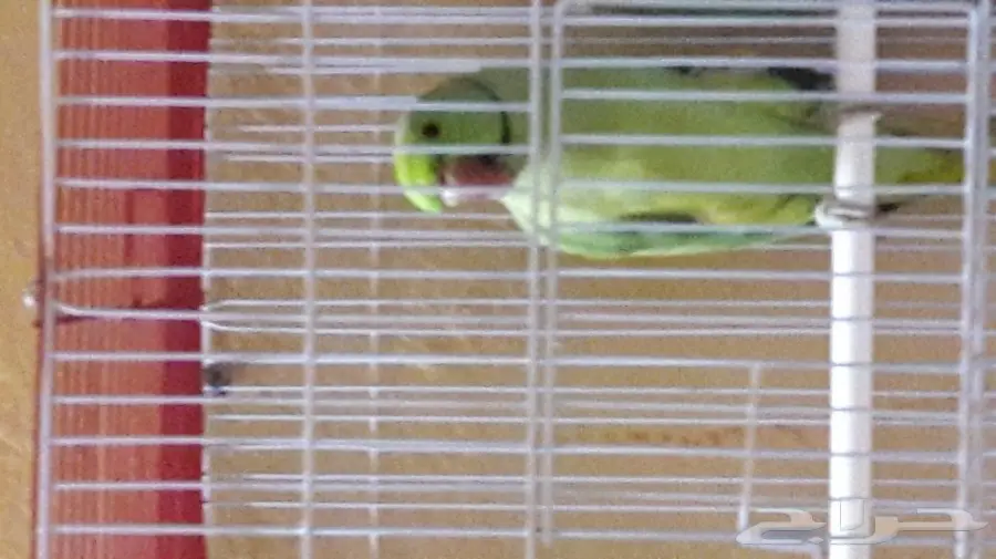 ببغاء دره (image 1)