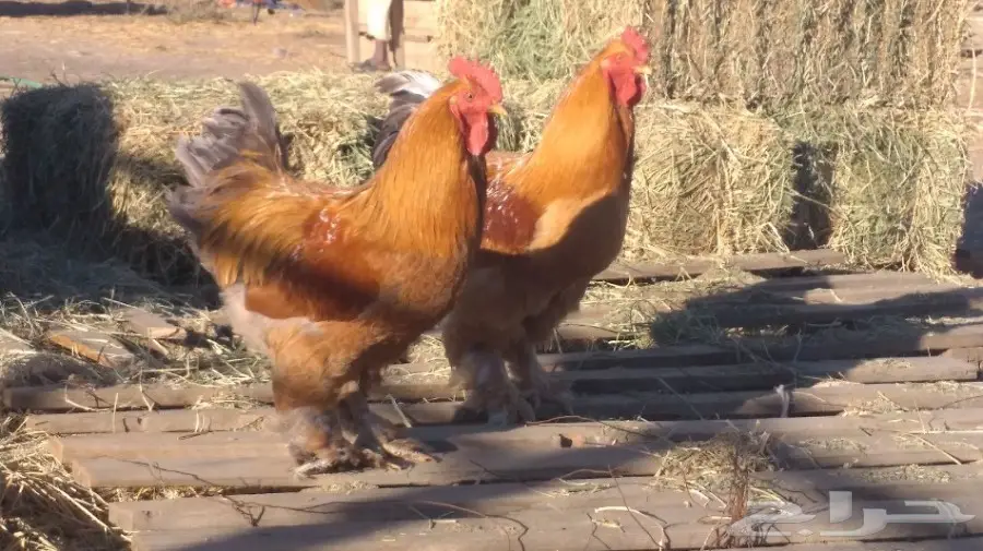 ديوك براهما 2 