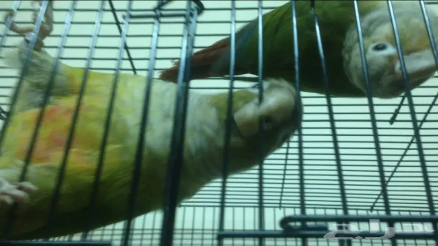 كنيور محللDNA