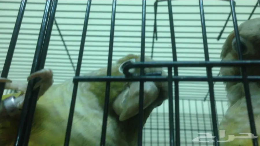 كنيور محللDNA (image 1)