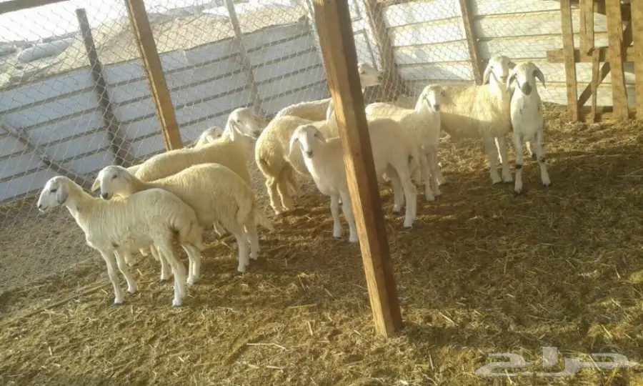 طليان للبيع   (image 6)