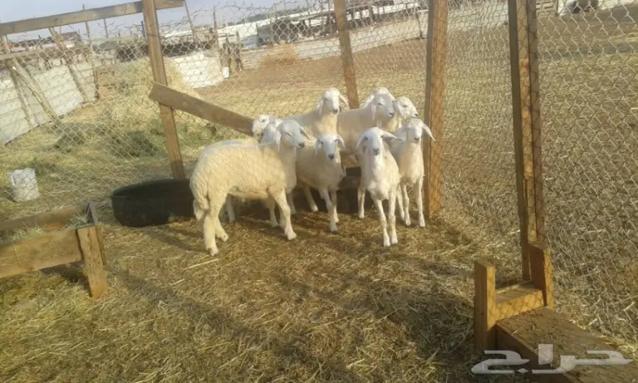 طليان للبيع   (image 7)