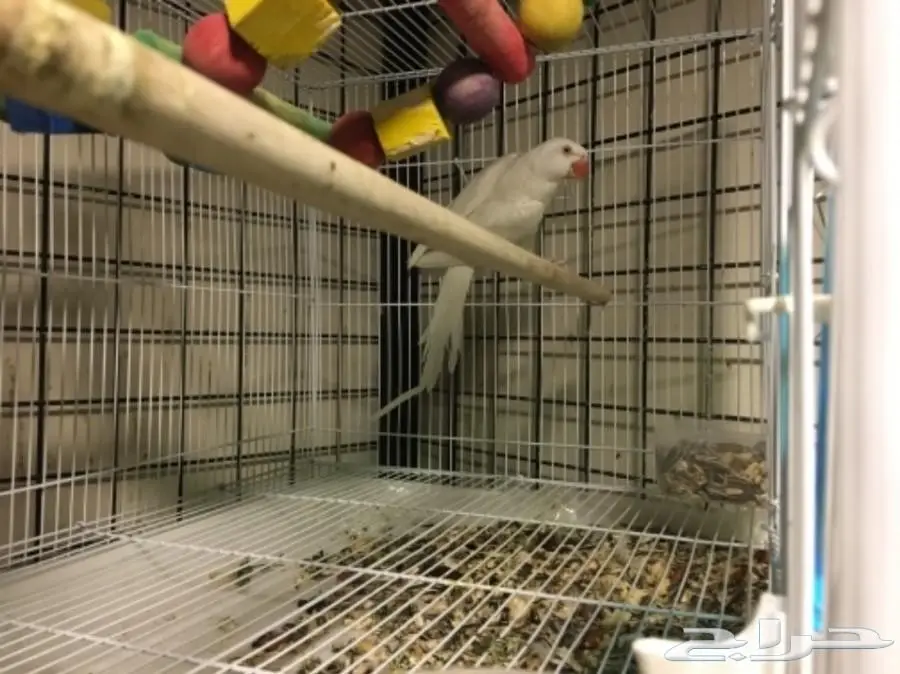 زوج درة هولندي منتج