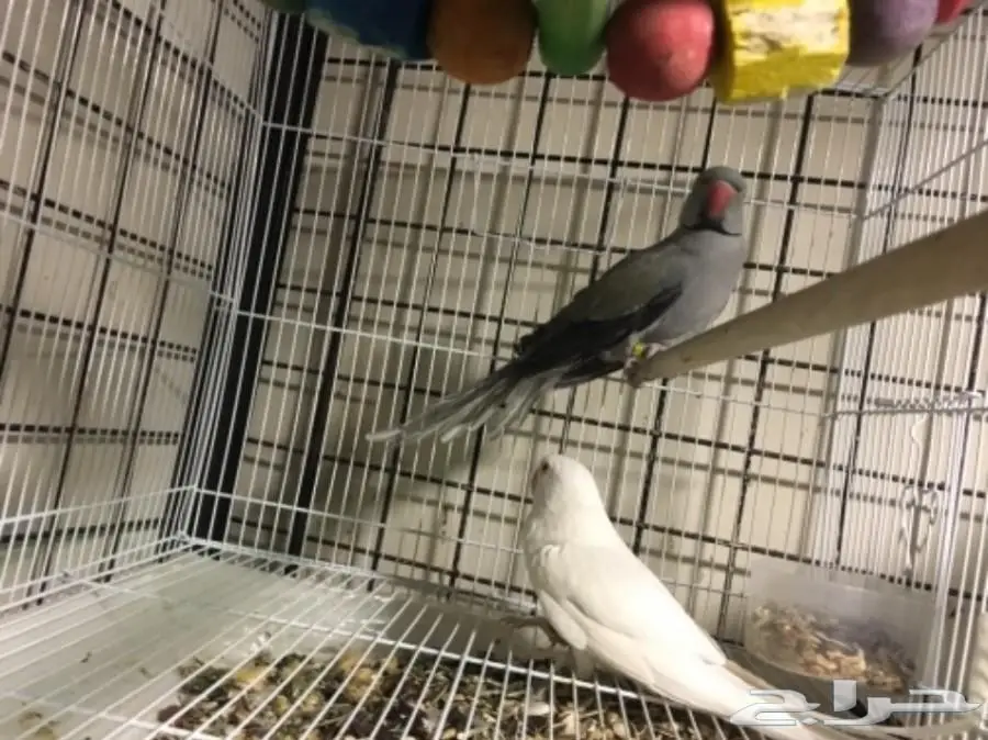 زوج درة هولندي منتج (image 1)