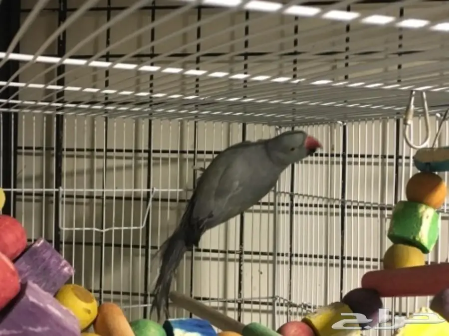 زوج درة هولندي منتج (image 2)