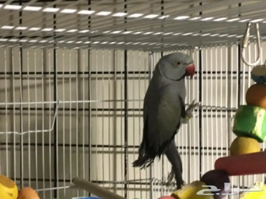 زوج درة هولندي منتج (image 3)