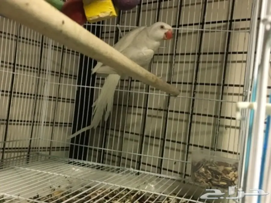 زوج درة هولندي منتج (image 4)