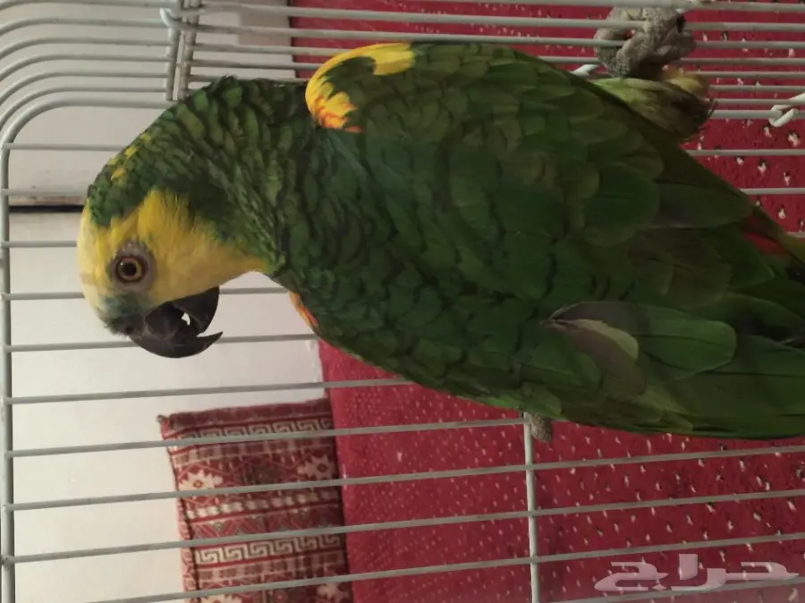 ببغاء للبيع  (image 2)