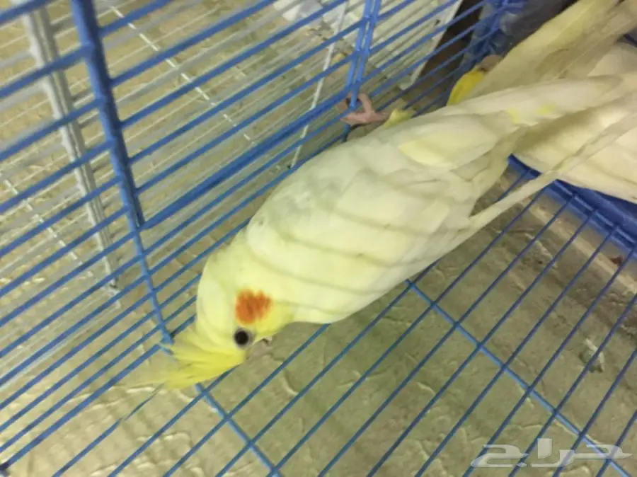 جوز فراشه و لاتينو حجم كبير للبيع مع القفص