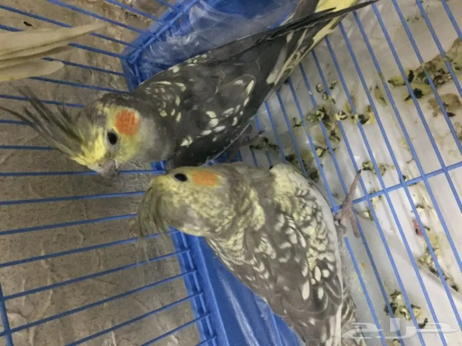 جوز فراشه و لاتينو حجم كبير للبيع مع القفص (image 1)